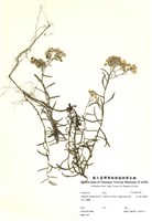 藏品(玉山抱莖籟蕭)的圖片